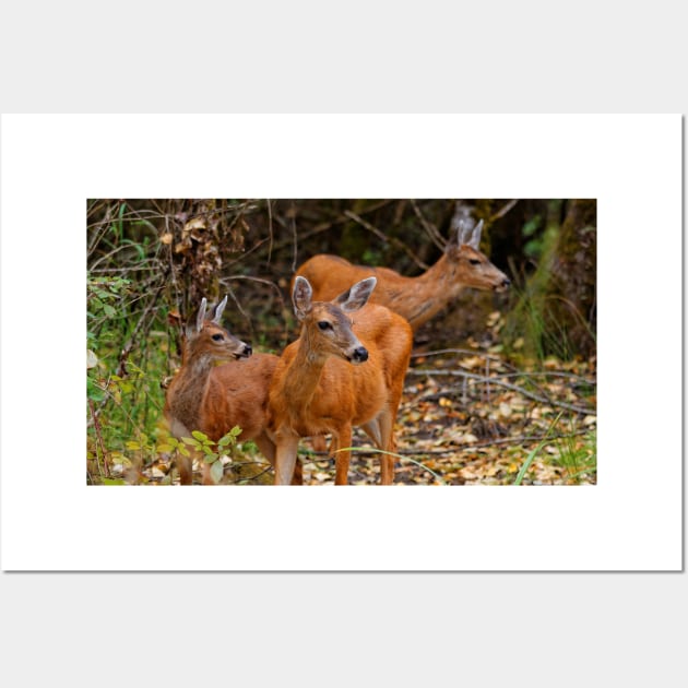 A Trio of Blacktail Deer in the Forest Wall Art by walkswithnature
